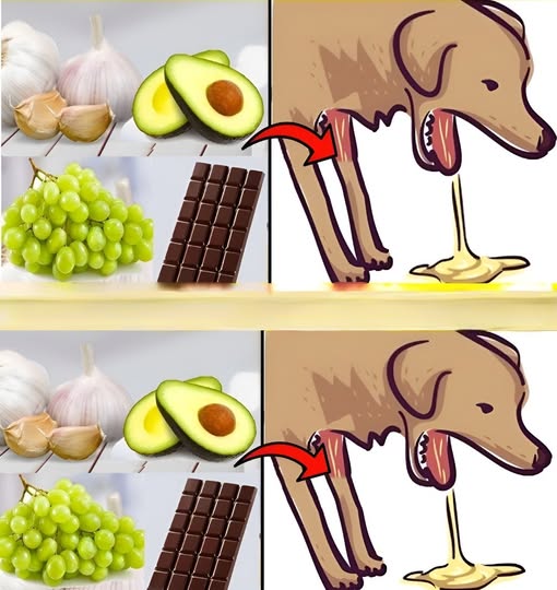 22 pokarmy niebezpieczne dla psów