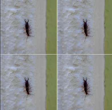 Jeśli znalazłeś tego owada w domu, to znak, że musisz